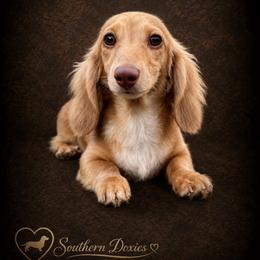 Toby - Cream male Dachshund puppy in Biloxi, Mississippi from Southern Doxies