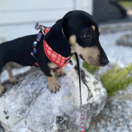 Nina - Black and cream female Dachshund puppy in Haines City, Florida from Deal’s Doxies