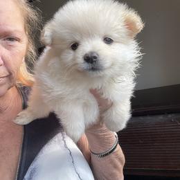 Holly - White female Pomeranian puppy in Avon Park, Florida from Mariska's Pomeranians