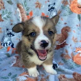 Blue - White and red male Pembroke Welsh Corgi puppy in Beulaville, North Carolina from Windy Acres Pembroke Welsh