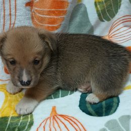 Pembroke Welsh Corgi Puppies from Episode Corgis