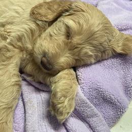 Labradoodle Puppies from River Home Doodles