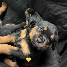 Rain - Black and mahogany female Rottweiler puppy in Crothersville, Indiana from The Solid Rock Kennel