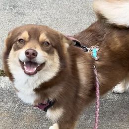 Scout - Pomsky