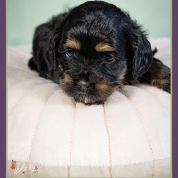 December - Black and tan female Cockapoo puppy in Connersville, Indiana from Deaz Doodle Ranch