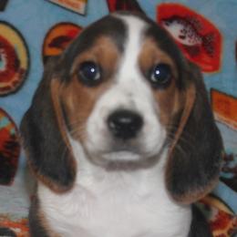 Beagle puppies from Badland Kennel