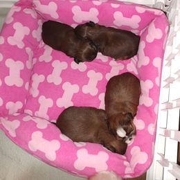 Shih Tzu Puppies from Ashkay Shih-tzus