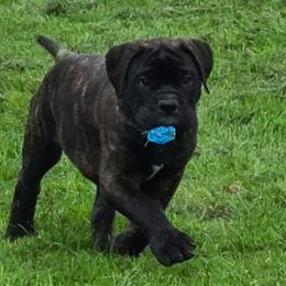 Bullmastiffs and French Bulldogs from Jaded French Bulldogs and Bullmastiffs