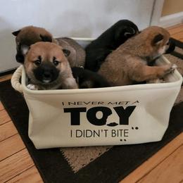 Shiba Inu from Rebecca Bryan