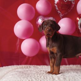 Doberman Pinscher and Labrador Retriever Puppies from GFDutton Retrievers & Dalla Grazia Dobermans
