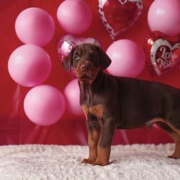 Doberman Pinscher and Labrador Retriever Puppies from GFDutton Retrievers & Dalla Grazia Dobermans