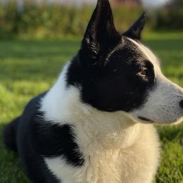 Sporty Mixes from Jennifer's Pups