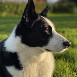 Sporty Mixes from Jennifer's Pups