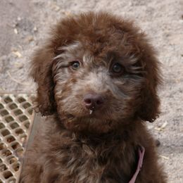 Aussiedoodle Puppies from Gore Doodle Ranch