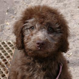 Aussiedoodle Puppies from Gore Doodle Ranch