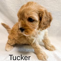 Tucker - Brown male Cavapoo puppy in Hallsville, Missouri from Cedar Hill Pups