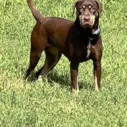 Houla - Catahoula Leopard Dog