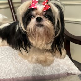 Dolly - Shih Tzu