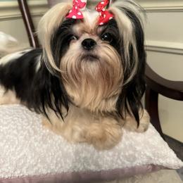 Dolly - Shih Tzu