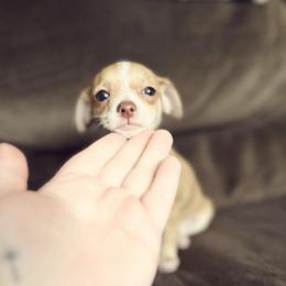 Lilly - Gold and white female Chihuahua puppy in Alvord, Texas from Gift of Gods Favor