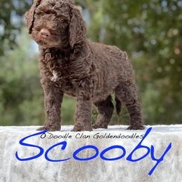 Goldendoodle Puppies from O’Doodle Clan Goldendoodles