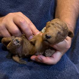 H25 Male Gray Collar - Red  male Goldendoodle puppy in Cape Coral, Florida from GoldenDoodles Cape Coral