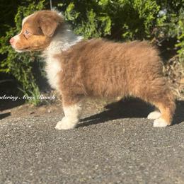 Whopper- rtm8 - Red tri-color male Australian Shepherd puppy in Chehalis, Washington from Wandering Acres Ranch