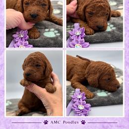 Maple - Red  female Poodle puppy in Mount Vernon, Illinois from AMC Poodles