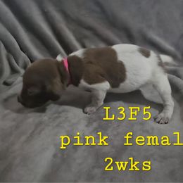 Girl 5 - Liver roan female German Shorthaired Pointer puppy in Dahlonega, Georgia from Pointer Mountain Bird Dogs