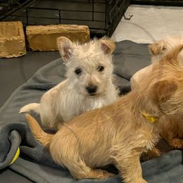 Scottish Terrier Puppies from Rocket's West Texas Scottish Terriers (WTX ST)