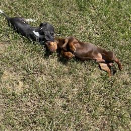 Woody - Dachshund