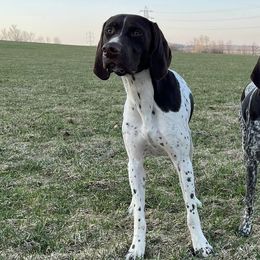 German Shorthaired Pointers from Nelson’s Pointers