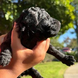 Coal of Christmas Past - Black male Poodle puppy in Corona, California from Garden Of Poodles