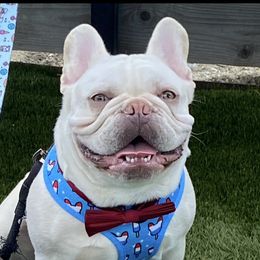 Yeti - French Bulldog