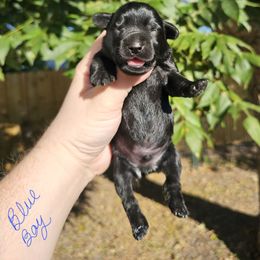 Blue Boy - Black male Miniature Schnauzer puppy in Lake Charles, Louisiana from Du Lac Miniature Schnauzers