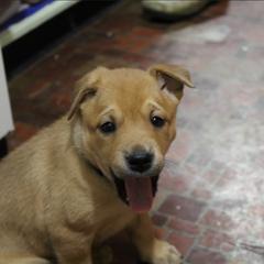 Carolina Dog Puppies from Williams Sweet Carolina