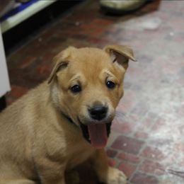 Carolina Dog Puppies from Williams Sweet Carolina