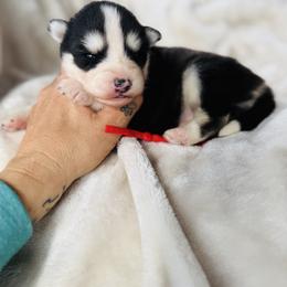 Boy 4 - Black and white male Pomsky puppy in Yavapai County, Arizona from Pawsh Pomskies