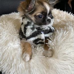 Chihuahua Puppies from Strawberry River Kennel