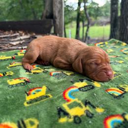 Beretta - Golden rust female Vizsla puppy in Comer, Georgia from Stratton Spaniels