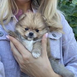 Aurora - Orange sable female Pomeranian puppy in Citrus Heights, California from Yev and Marina's Pomeranians (AKC)