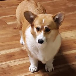 Millie - Pembroke Welsh Corgi