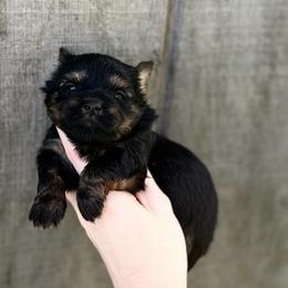 Little Miss Fancy - Black and tan female Yorkshire Terrier puppy in Hope, Indiana from DJ Yorkies
