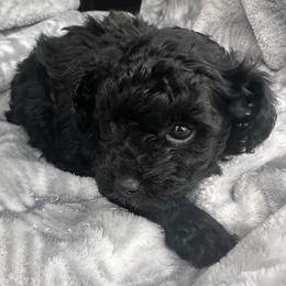 Cody - Black male Poodle puppy in Mountain Grove, Missouri from Davisfurbabies