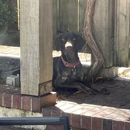 SCOUT - German Shorthaired Pointer puppy in Onalaska, Washington from Boonies Farms