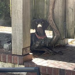 SCOUT - German Shorthaired Pointer puppy in Onalaska, Washington from Boonies Farms