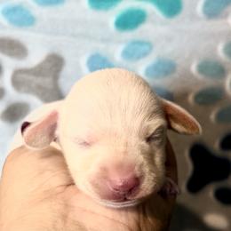 Sage - Cream female Dachshund puppy in Moreno Valley, California from Purpleheart_doxiess