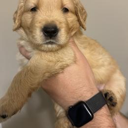 Golden Retriever Puppies from O’Shields Golden Paws