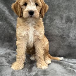 Goldendoodle Puppies from Doodles of the Brazos