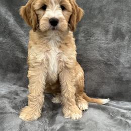 Goldendoodle Puppies from Doodles of the Brazos